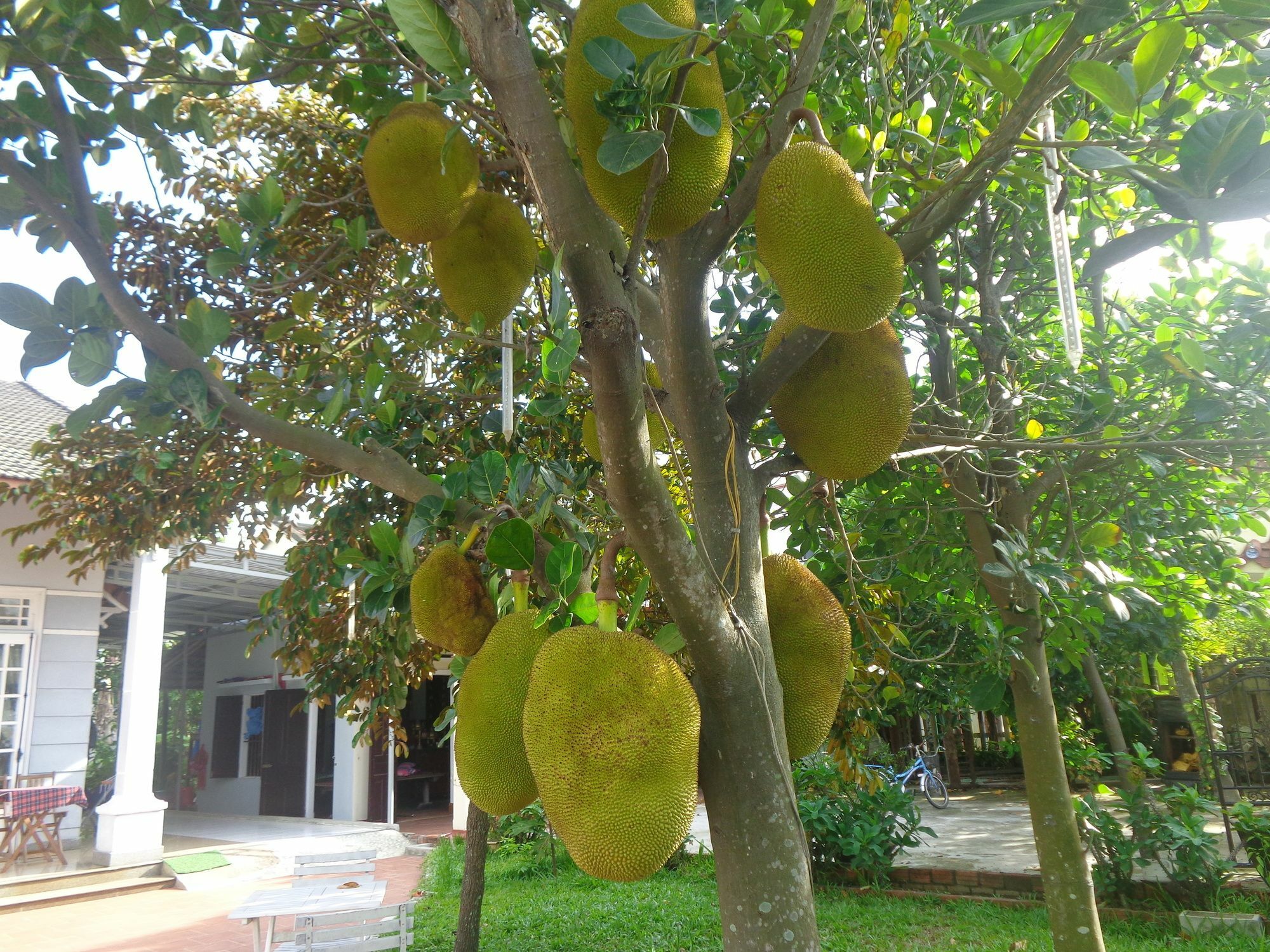 Gingergrass Homestay Hoi An Exterior foto